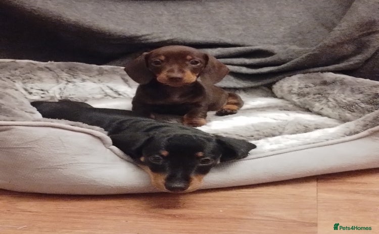 Miniature Dachshund dogs - Advert 33
