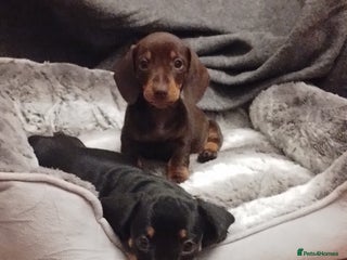 Miniature Dachshund dogs - Advert 2