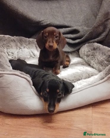 Miniature Dachshund dogs - Advert 5