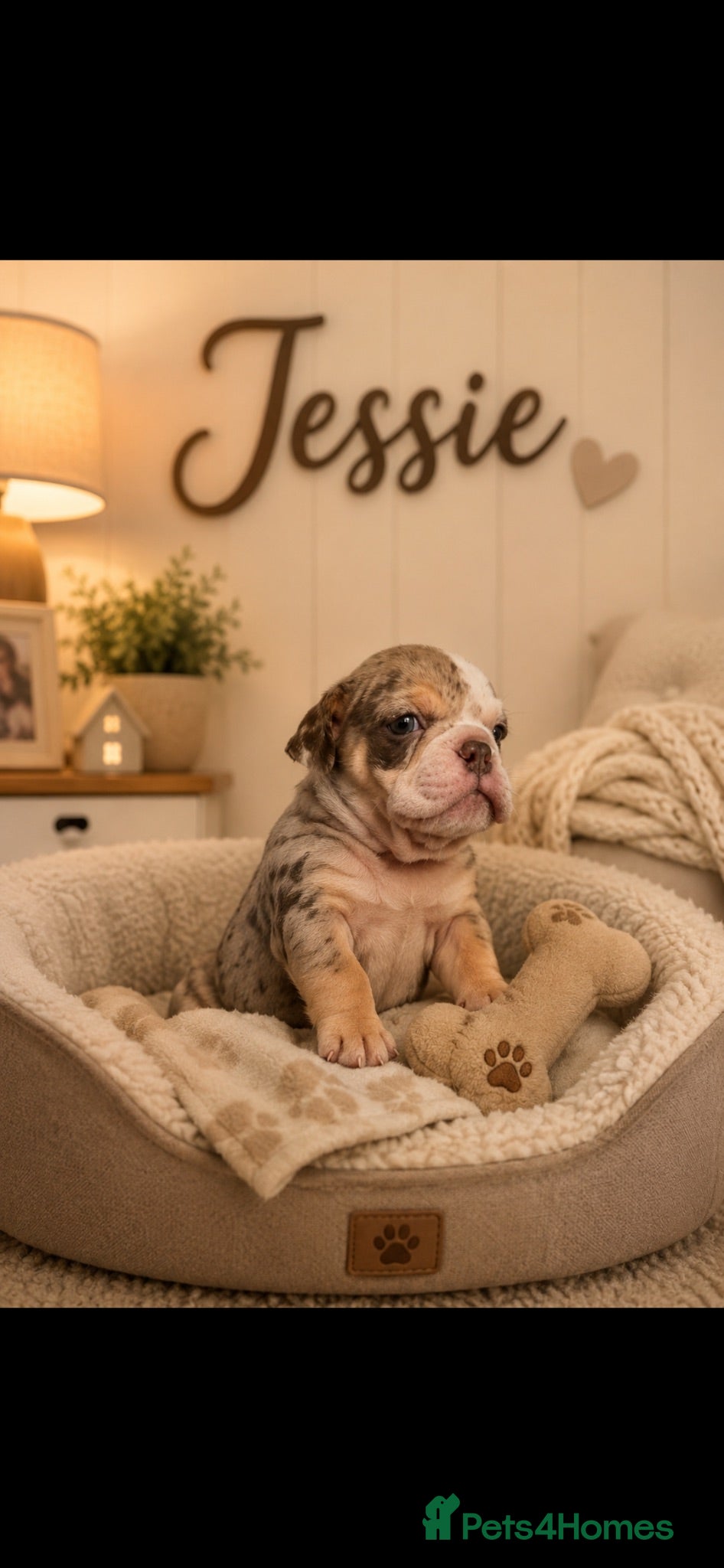 Dorset Olde Tyme Bulldogge dogs ⭐️Beautiful olde English bulldog puppies ⭐️ - Advert 2