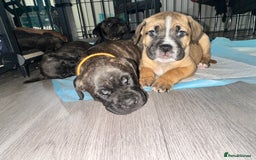 Mixed Breed dogs for sale: Cane corso x Staffordshire bull terrier  - Image 13