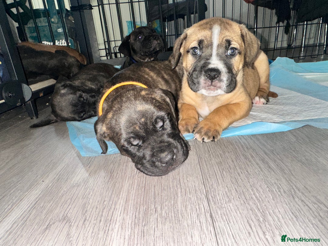 Mixed Breed dogs for sale: Cane corso x Staffordshire bull terrier  - Image 13