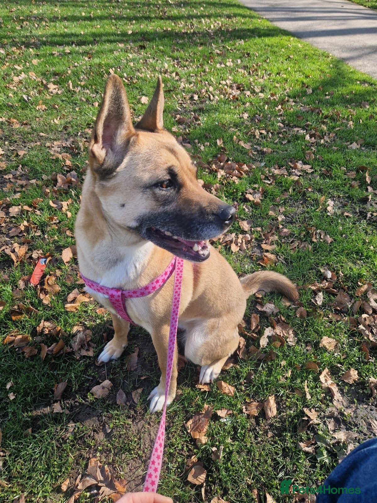 Mixed Breed dogs 3x Akita/Alsation pups for sale - Advert 2