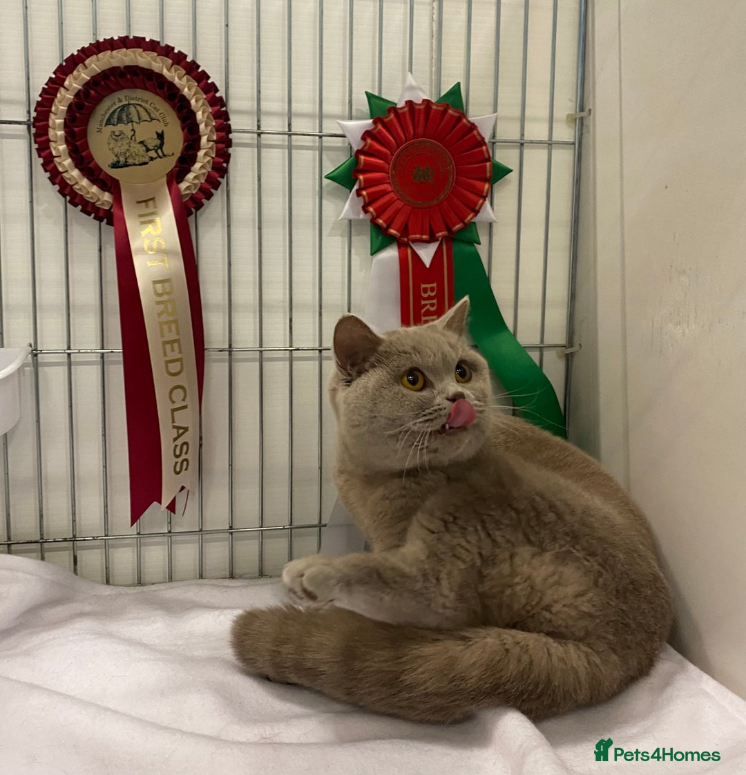 British Shorthair cats for sale: British Shorthair Male Kitten (GCCF) - Advert 24