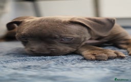 Dorset Olde Tyme Bulldogge dogs for sale: Olde Tyme Bulldog Cross Puppies - Ready Now - Image 8