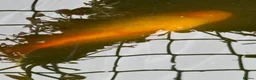 Koi Carp fish for sale: 1 carp 1 large goldfish  in Polegate - Advert 3