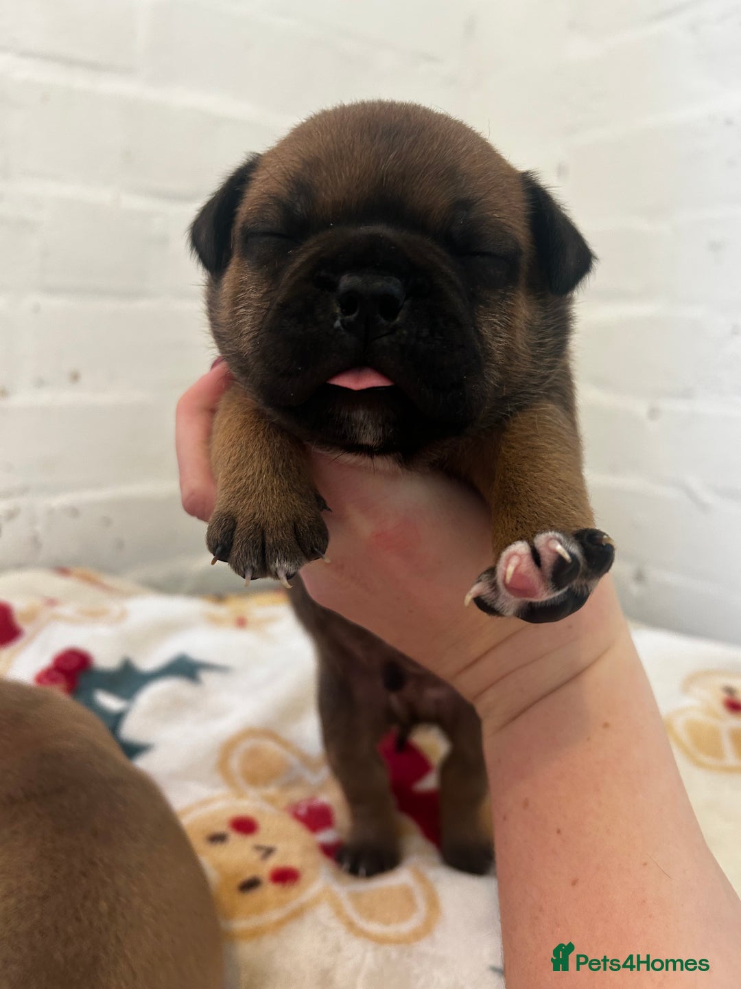 Staffordshire Bull Terrier dogs for sale: Outstanding boys ✨ - Advert 7