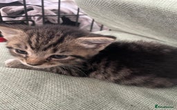 Domestic Shorthair cats for sale: Mixed colour kittens  - Image 8