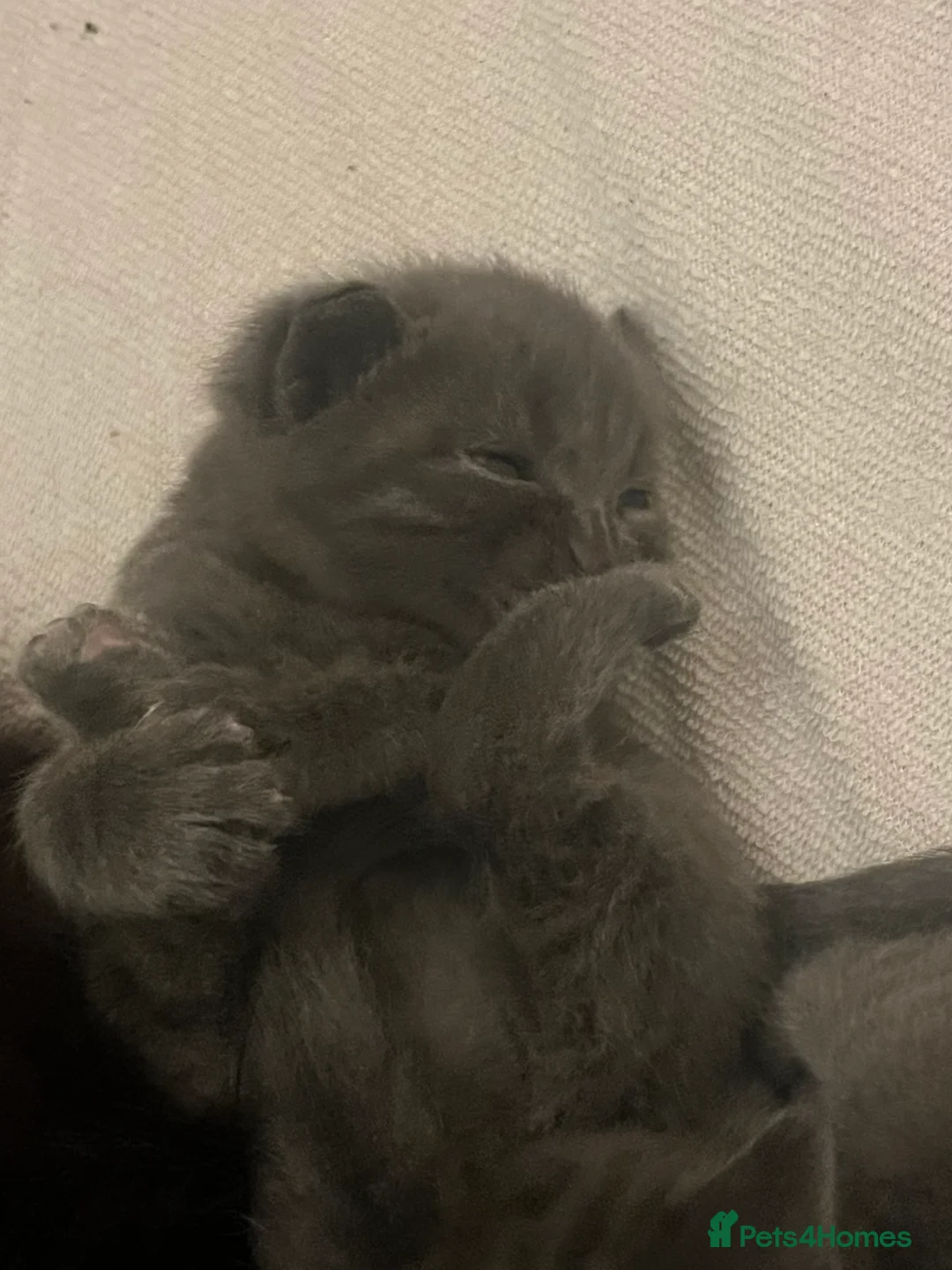 Mixed Breed cats for sale: 2 Grey kittens - Advert 8