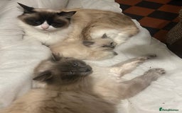 Ragdoll cats for sale: Ragdoll Female Kitten - Advert 6