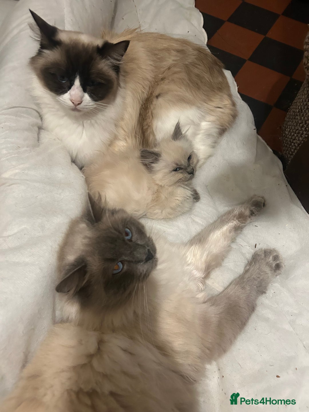 Ragdoll cats for sale: Ragdoll Female Kitten - Advert 6