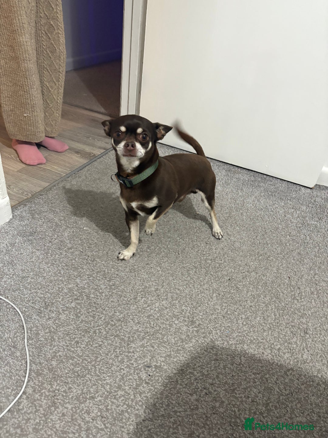 Chihuahua dogs for sale: Chihuahua male called Chiko - Image 3
