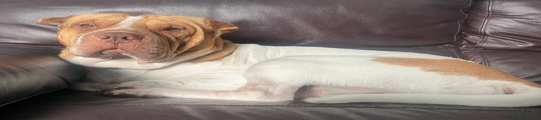 Winston 