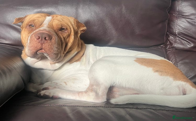 Mixed Breed dogs - Advert 3
