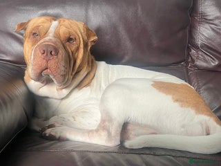 Mixed Breed dogs - Advert 2