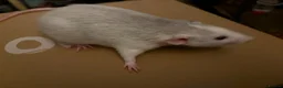 Rat rodents for sale: BEAUTIFUL BABY TAME RATS  - Advert 4