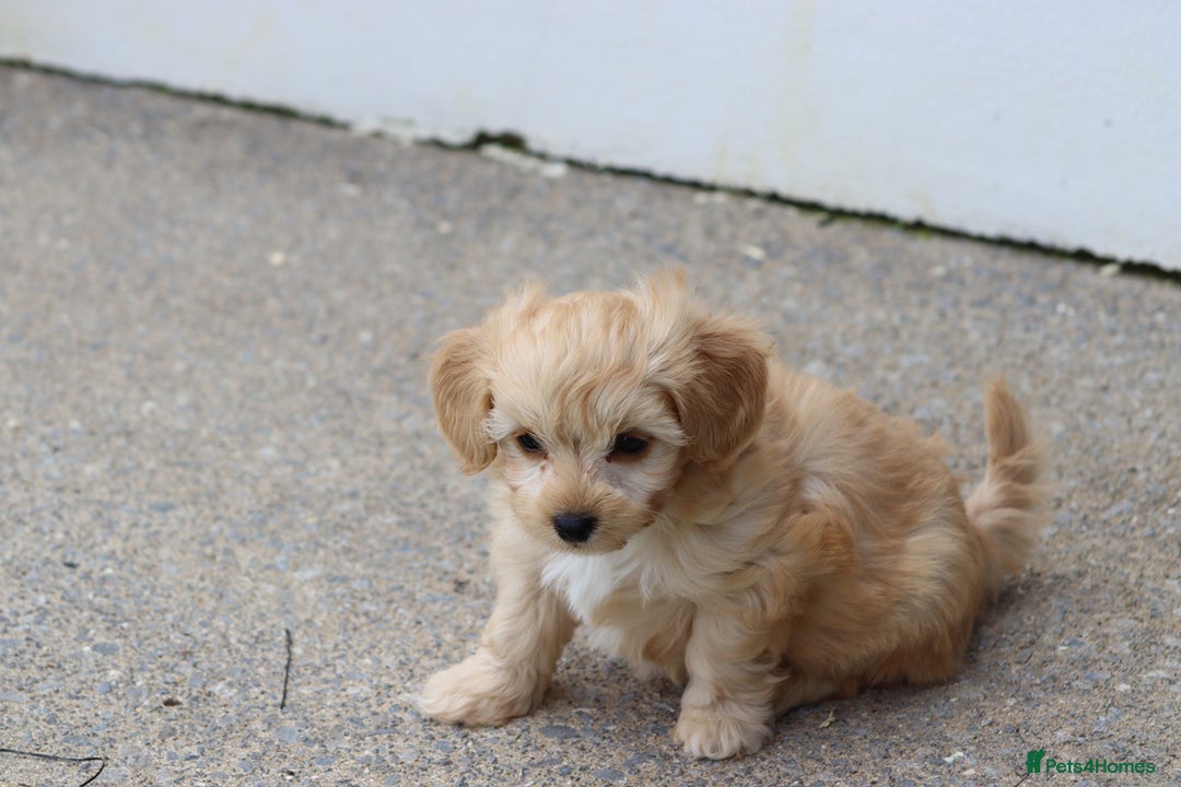 Cavapoochon dogs for sale: Beautiful Cavapoochon boy for sale - Image 16