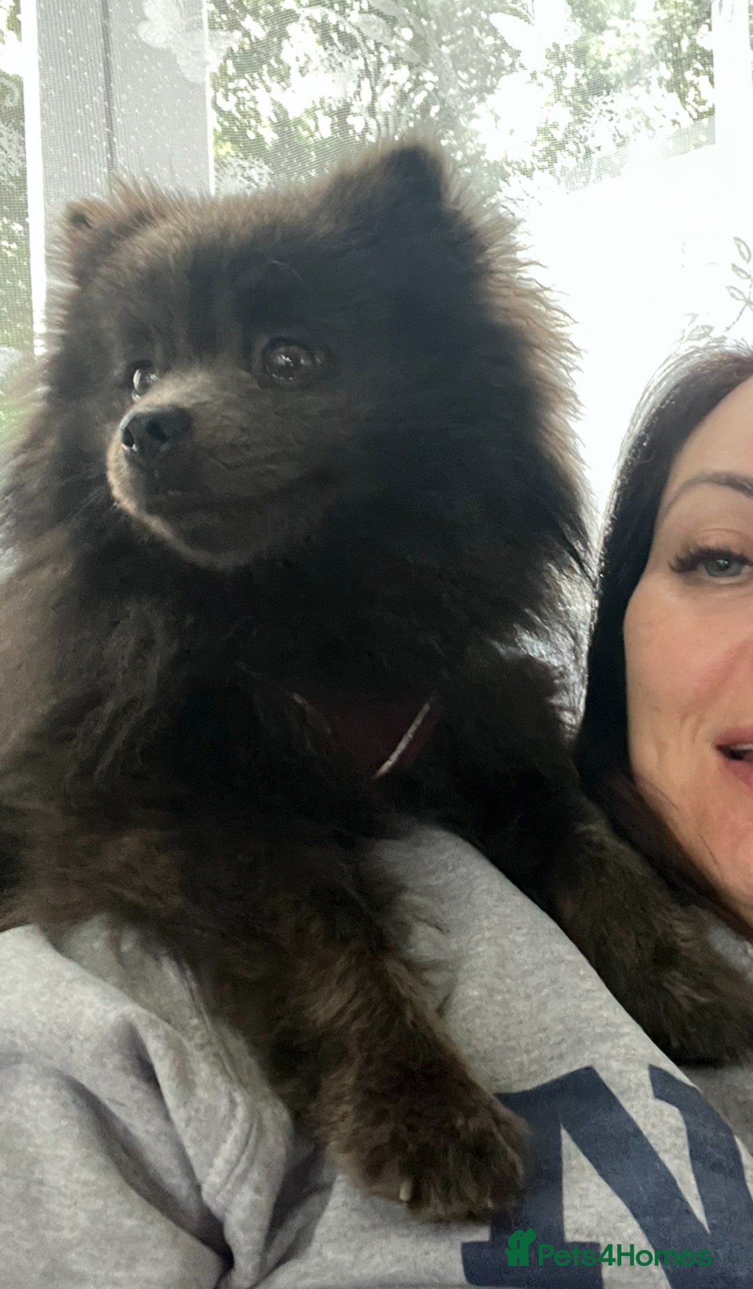 Pomeranian dogs for sale: Coco  - Advert 2