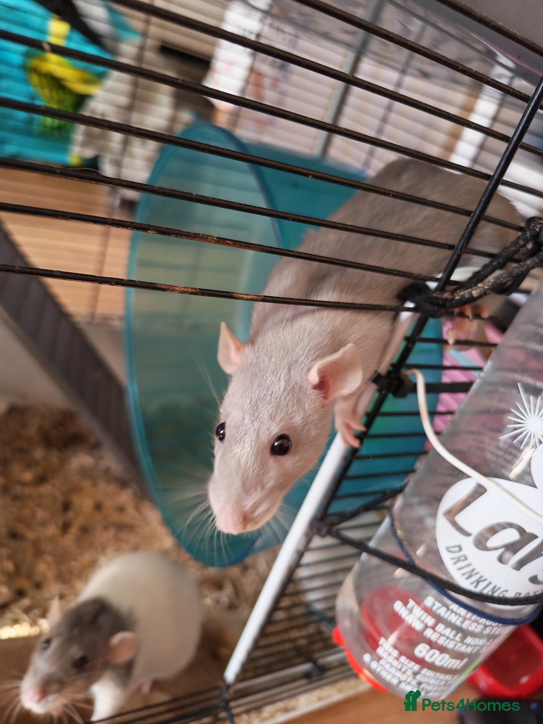 Rat rodents for sale: Female rat family need new home - Image 7