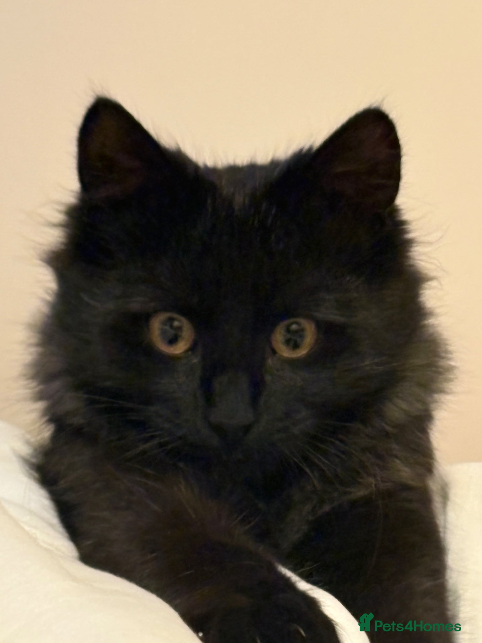 Mixed Breed cats FREE. 9 Month Old Kitten Needs Loving Home 🐾 - Advert 7