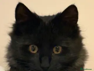 Mixed Breed cats FREE. 9 Month Old Kitten Needs Loving Home 🐾 - Advert 7