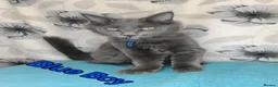 Maine Coon cats for sale: Maine Coon kittens "Pureee Love" - Advert 22