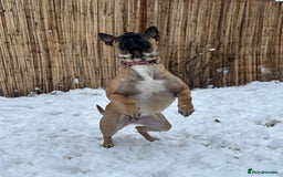 Belgian Shepherd Dog dogs for sale: Belgian Malinois in Leeds - Image 3