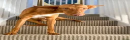 Ibizan Hound dogs for adoption: Pedro - foster or adoption considered  in Hungerford - Advert 8