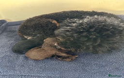 Poodle dogs for sale: Beautiful red poodle puppy - Advert 5