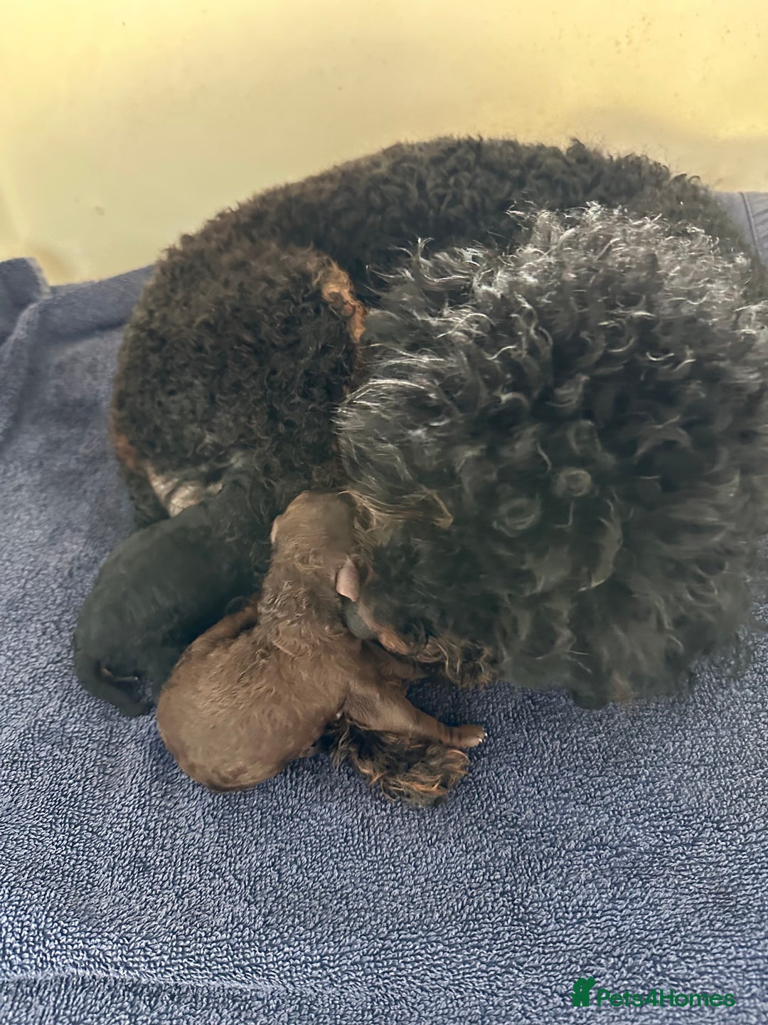 Poodle dogs for sale: Beautiful red poodle puppy - Advert 5