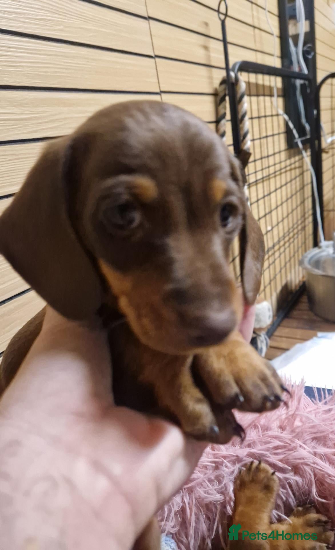 Miniature Dachshund dogs for sale: Beautiful Pups - Advert 10