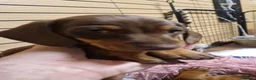 Miniature Dachshund dogs for sale: Beautiful Pups - Advert 2