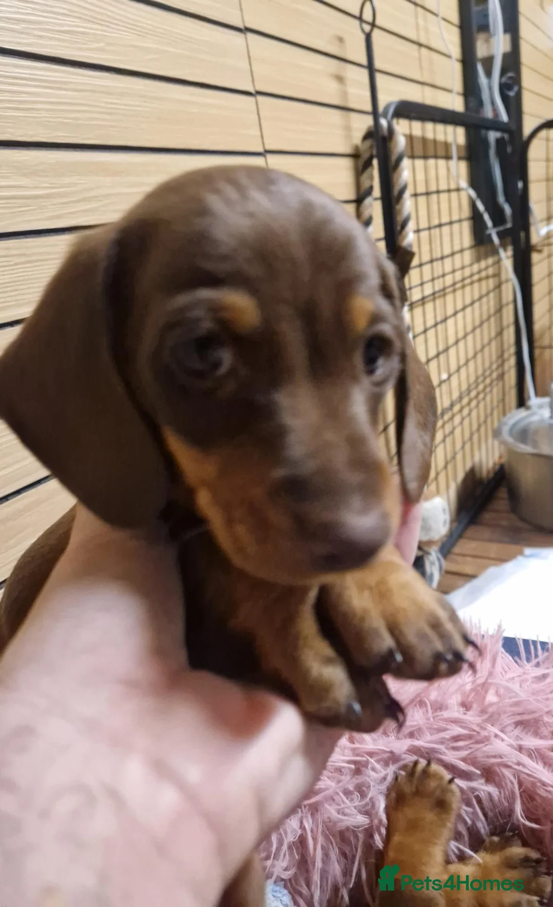 Miniature Dachshund dogs for sale: Beautiful Pups - Advert 2