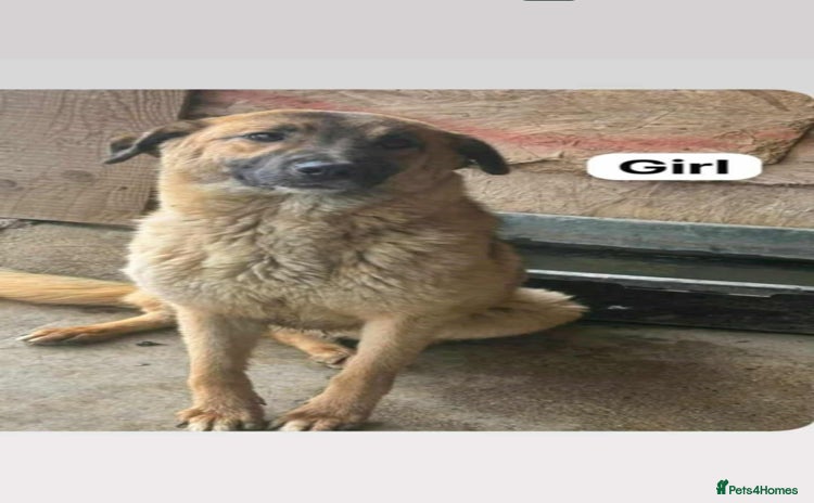 Mixed Breed dogs - Advert 8