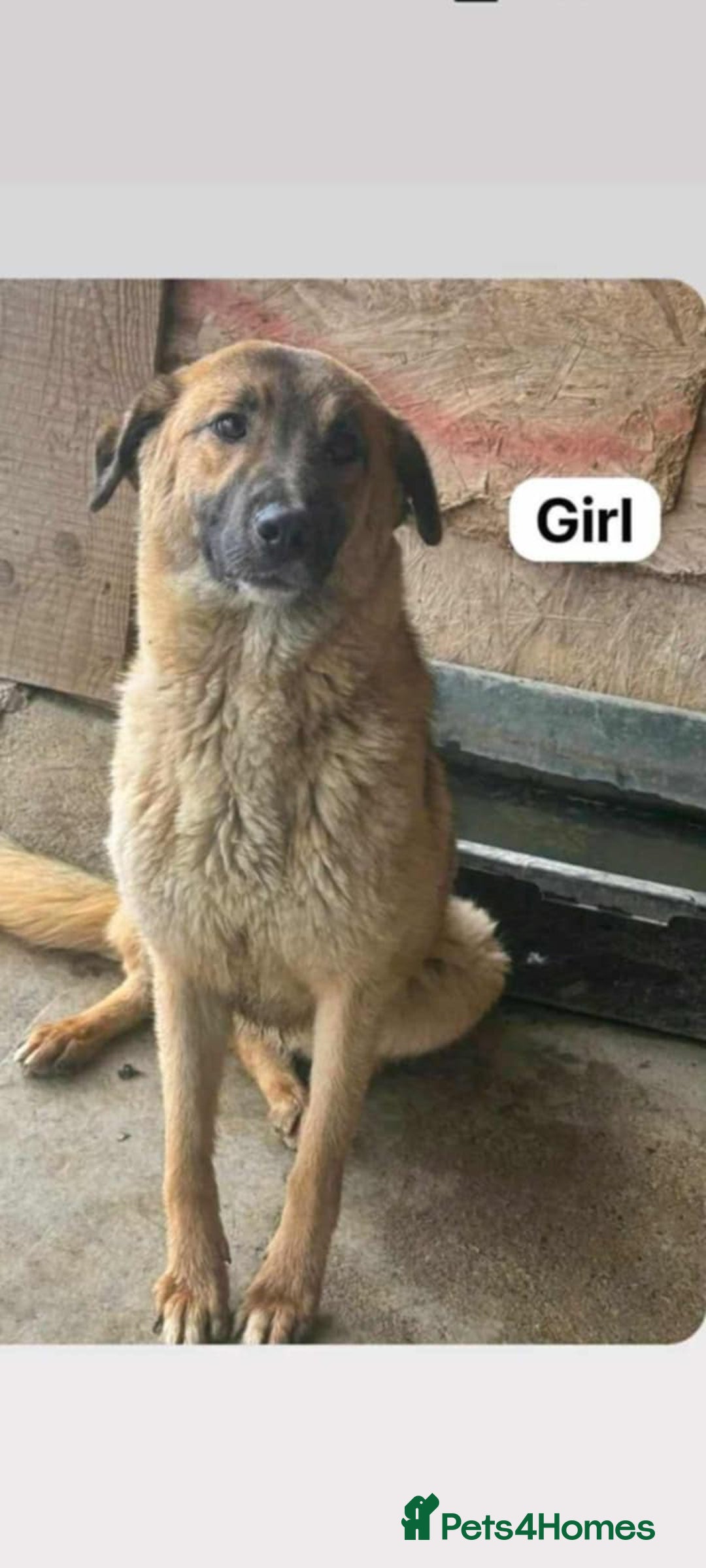 Mixed Breed dogs for adoption: 💝🐾💝🐾GORGEOUS GIRL EPIPHANY-mixed GSD💝🐾 🐾 - Image 1