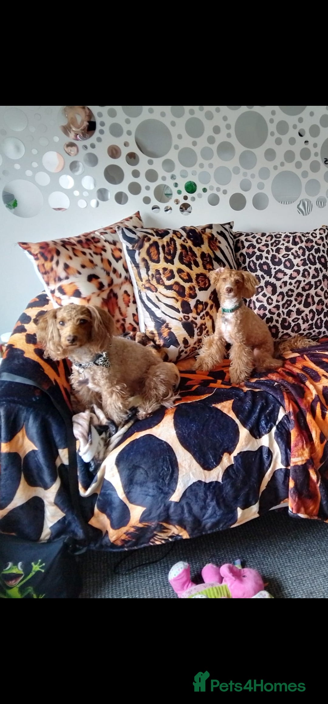 Mixed Breed dogs for sale: 8month old poodle - Image 5