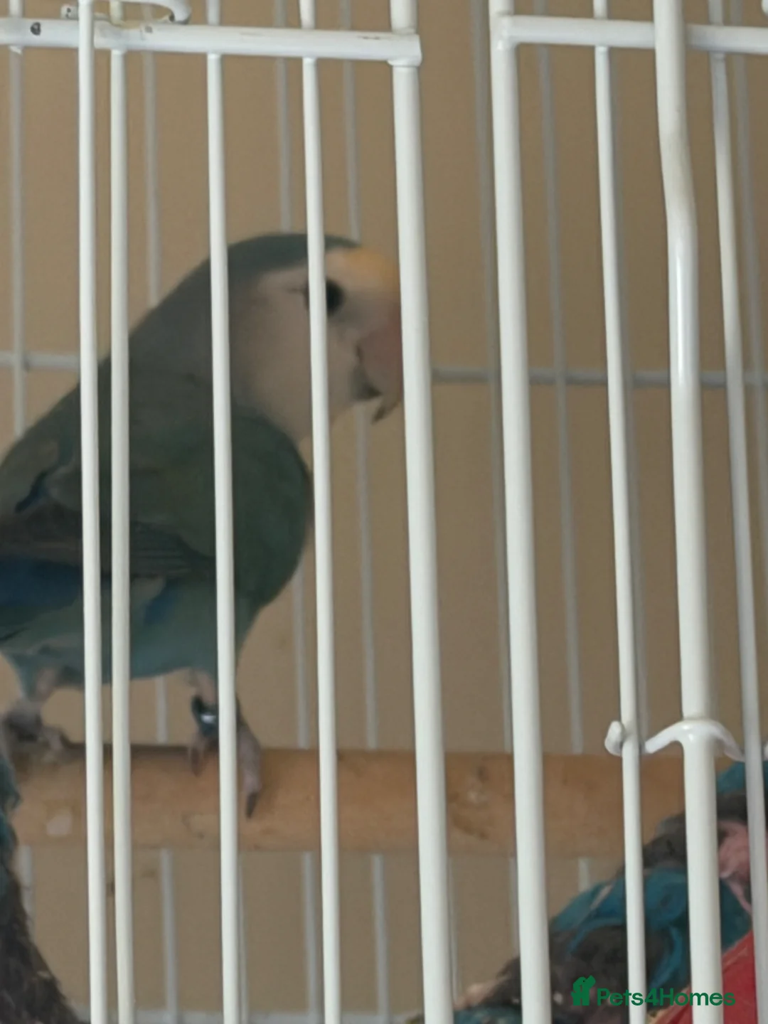 Lovebirds birds for sale: Adult male lovebird  in Londonderry - Advert 2