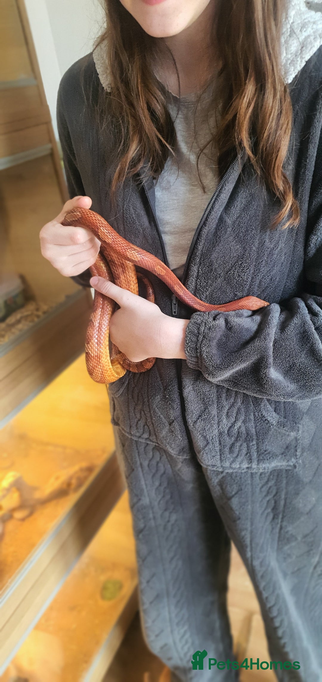 Corn Snake reptiles for sale: 2 corn snakes and vivaruims, complete set up. - Image 7