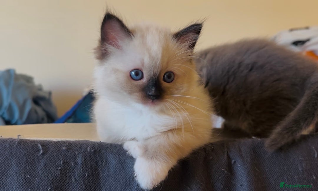 Ragdoll cats for sale: READY SOON!! PUREBRED RAGDOLL KITTENS - Image 28