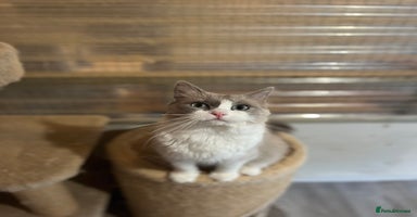 Ragdoll cats - Advert 5