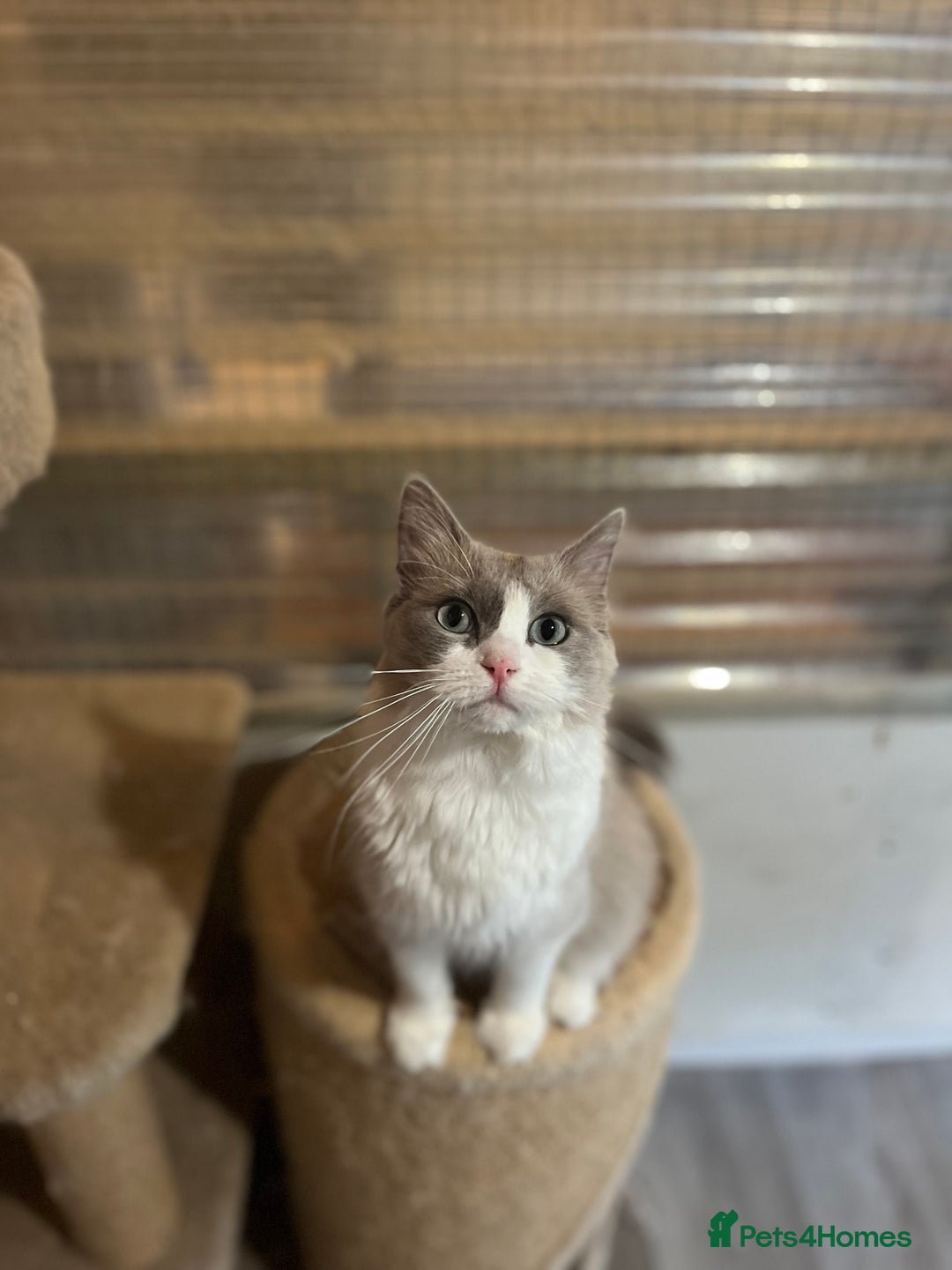Ragdoll cats for sale: Tica Cherubim ragdoll kittens ready now  - Image 3