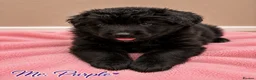 German Shepherd dogs for sale: Outstanding KC Registered German shepherd puppies - Advert 13