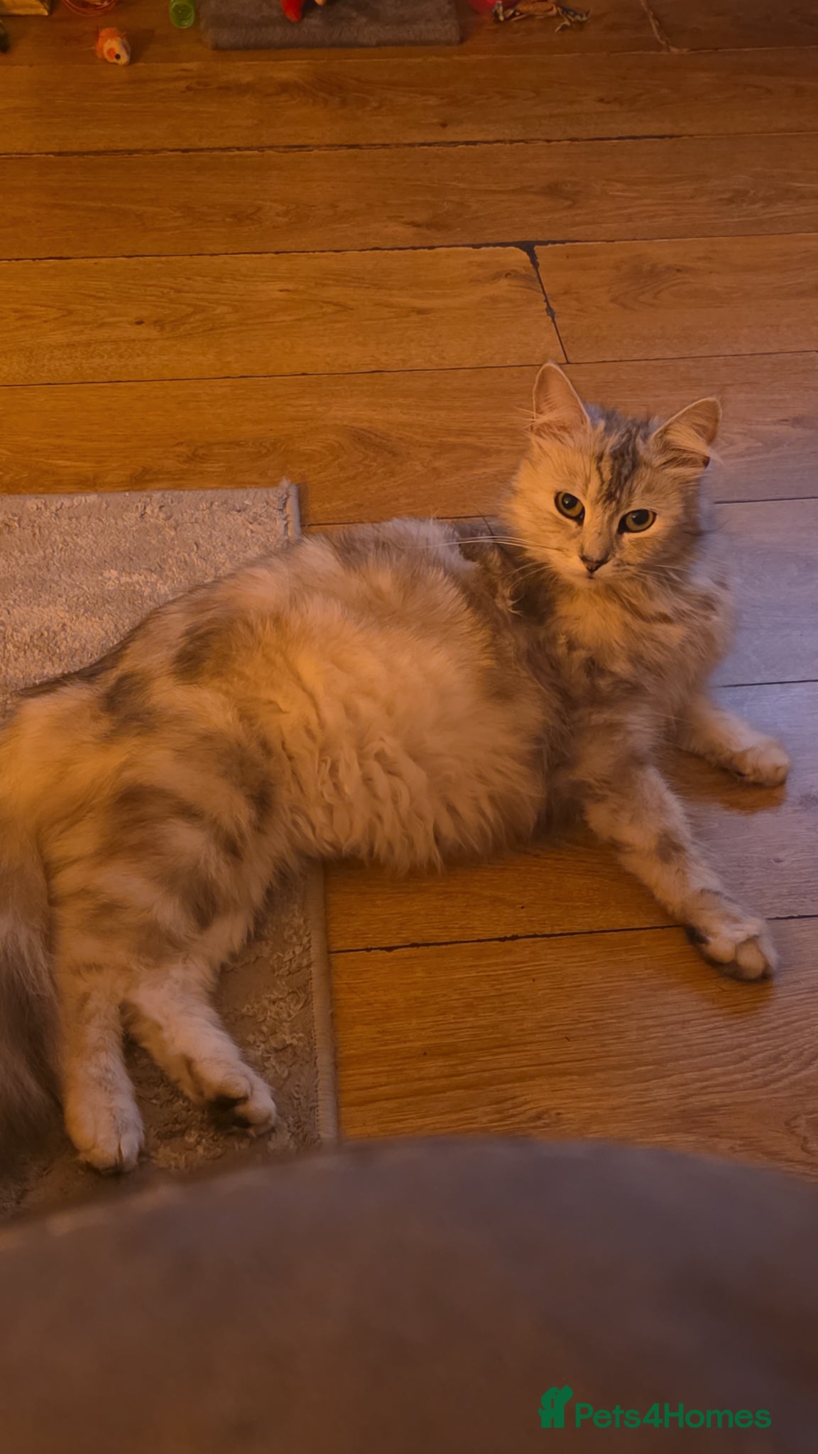Mixed Breed cats Maincoon x British short hair  - Advert 1