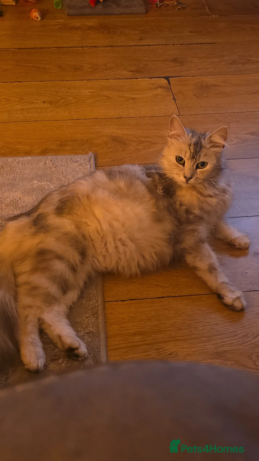 Mixed Breed cats for sale: Maincoon x British short hair  - Advert 2