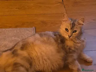 Mixed Breed cats Maincoon x British short hair - Advert 10
