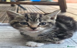 Mixed Breed cats for sale: Cute Kittens for sale (ASAP) - Image 4