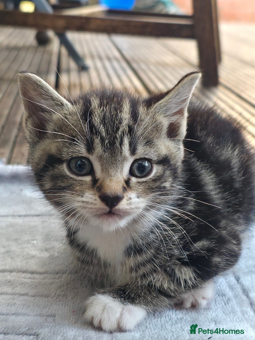 Mixed Breed cats for sale: Cute Kittens for sale (ASAP) - Image 4