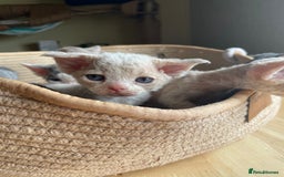 Devon Rex cats for sale: Adorable pure Devon Rex kittens  - Image 16
