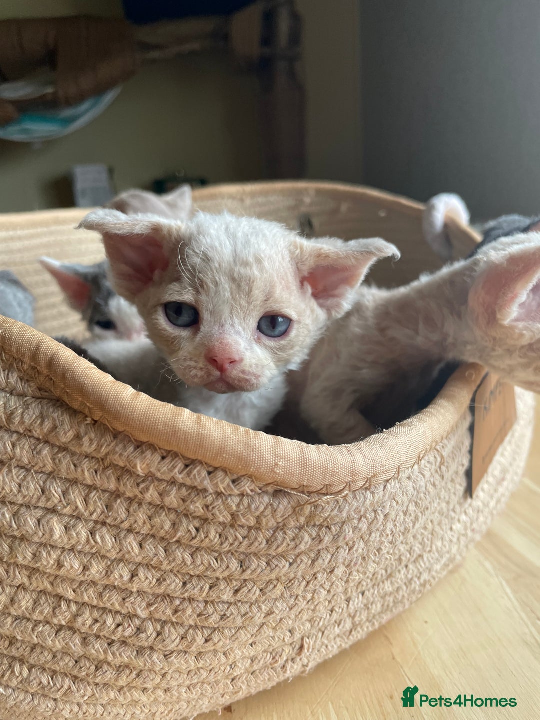 Devon Rex cats for sale: Adorable pure Devon Rex kittens  - Image 16