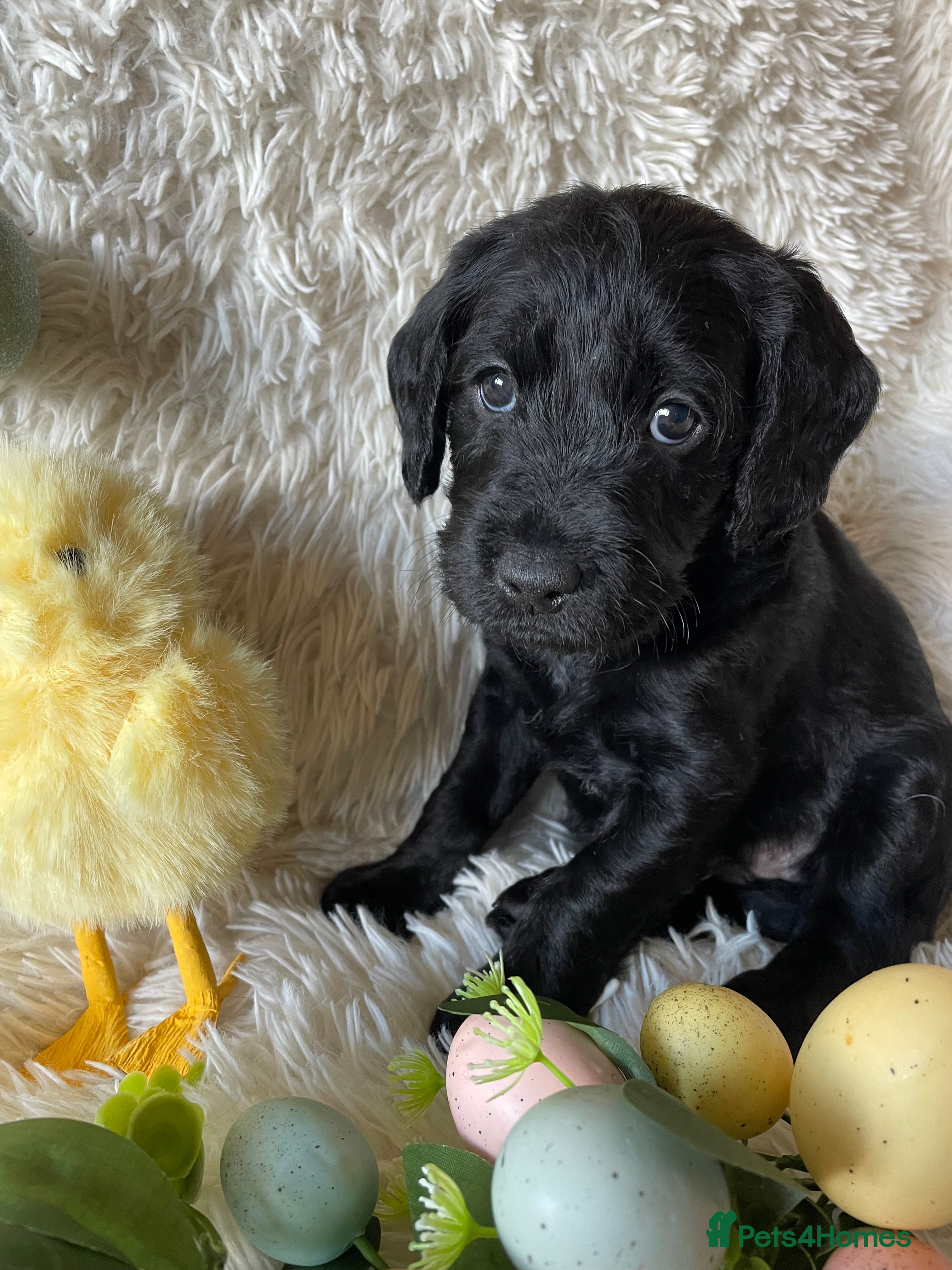 Labradoodle dogs F1 Miniature Labradoodle puppies - Advert 2